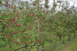 Conduite de verger de pommiers en mur fruitier variété Story® Inored cov